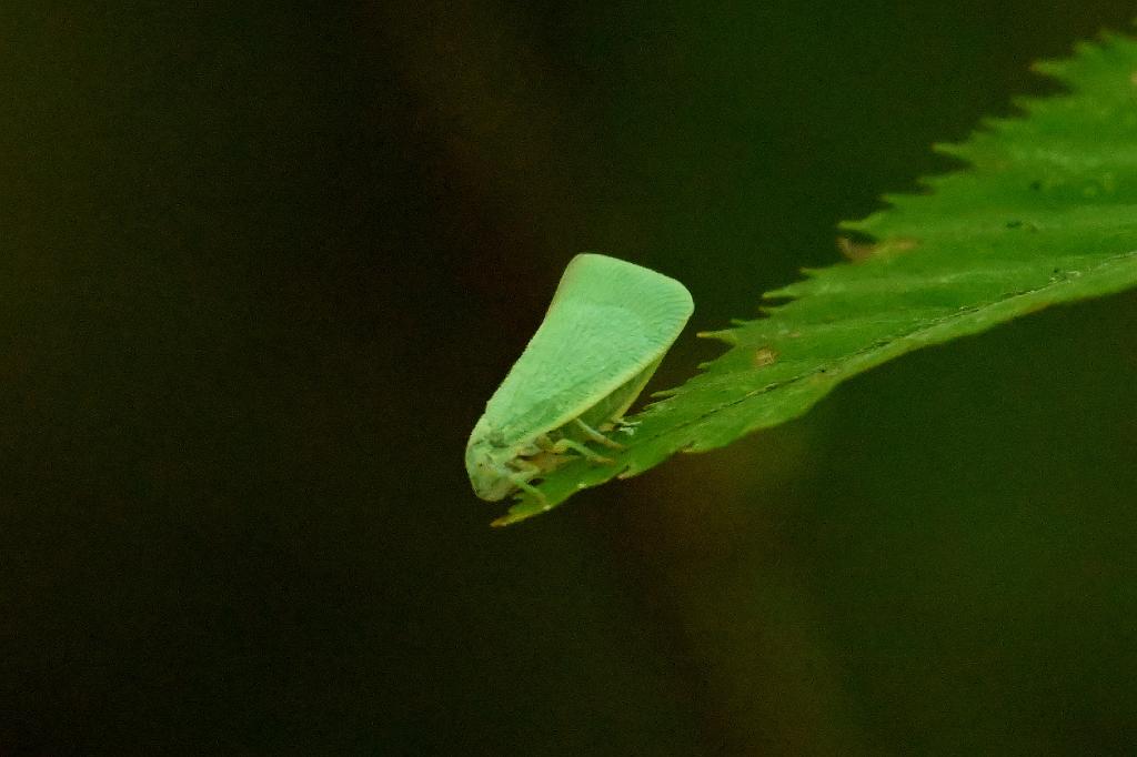 2025-08300253 Broad Meadow Brook, MA.JPG - Cone-headed Planthopper (Acanalonia conica). Broad Meadow Brook WIldlife Sanctuary, MA, 8-30-2025